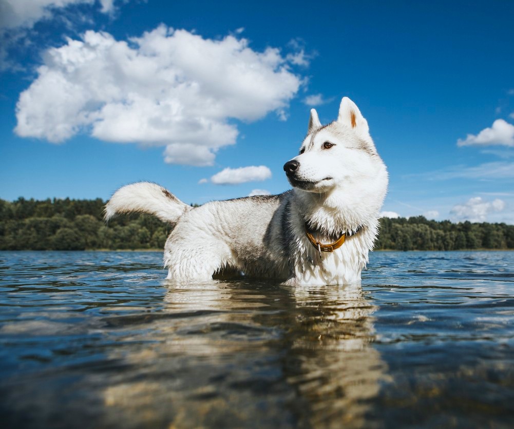 Thing To Do Pet Friendly